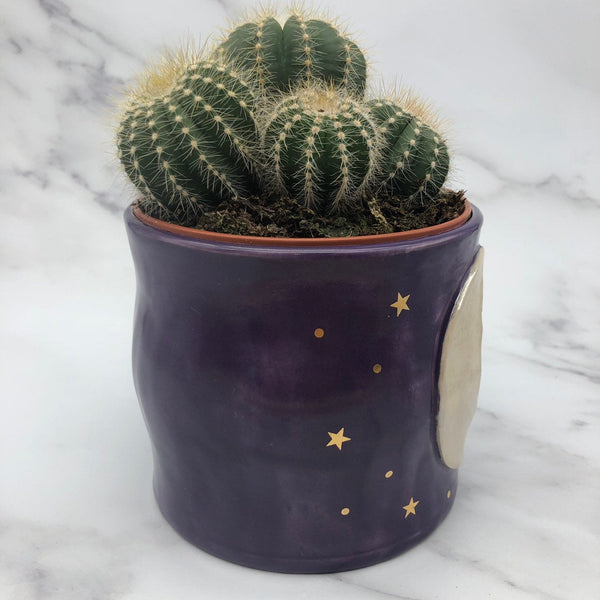 Purple Plant Pot